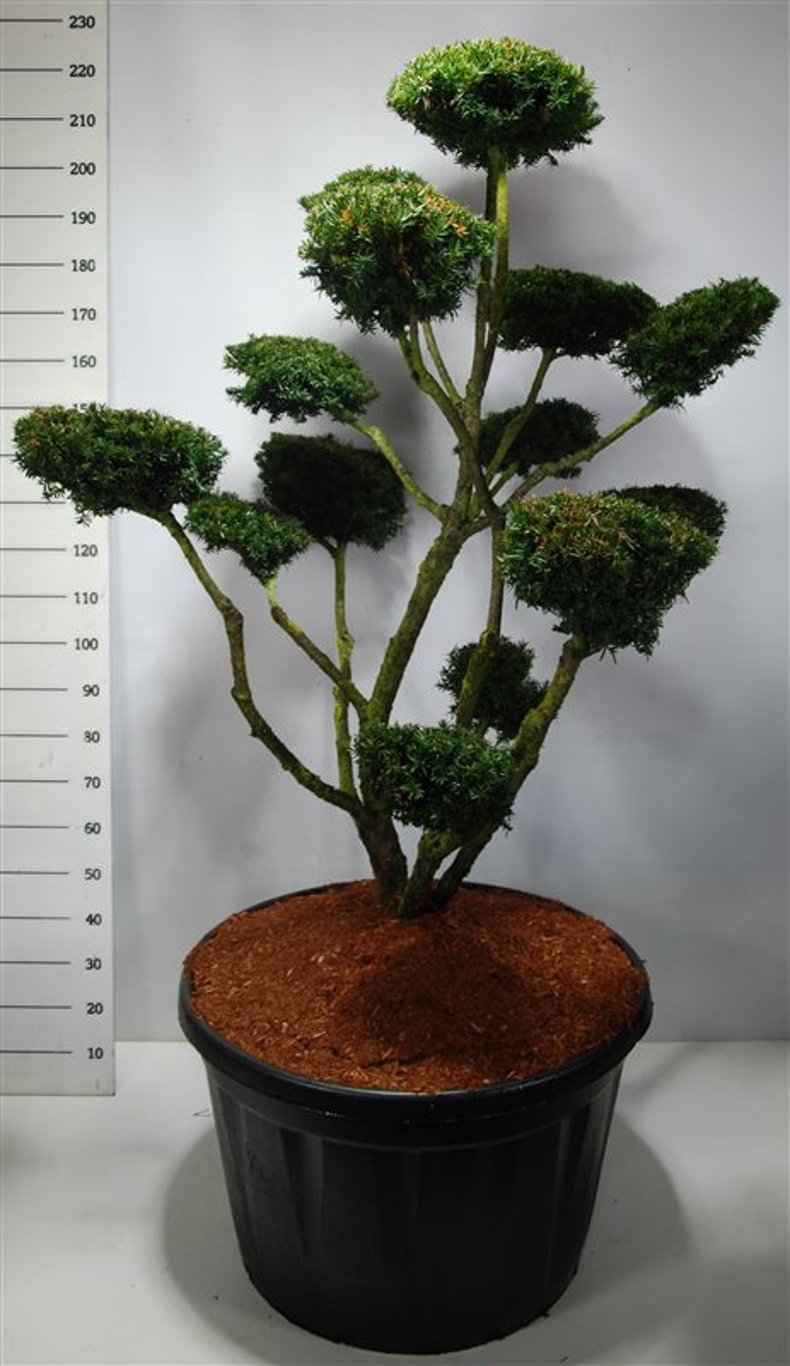 Taxus cuspidata - 125-150 CM Bonsai Cont.